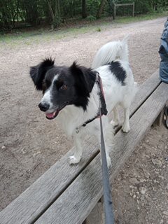  OSLO MON CHIEN