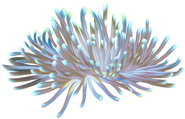 Coral_Transparent_PNG_Clip_Art_Image.png