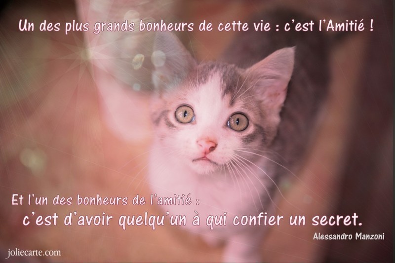 amitie-proverbe-chat_1.jpg