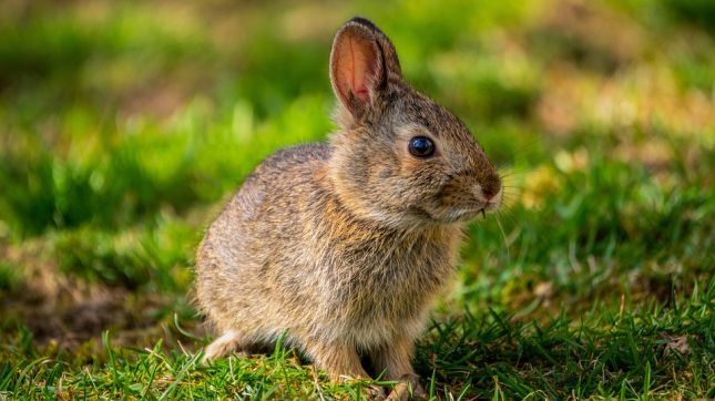 bunny-5014814_960_720