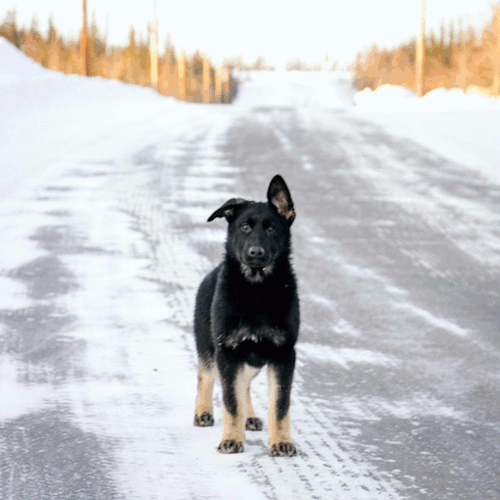 Gifs Animaux Divers Page 4