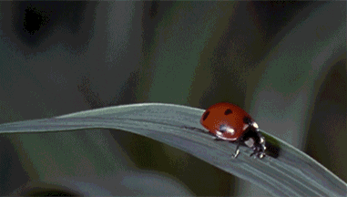 ladybug-gif-animation-13.gif