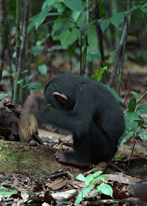 monkey-animated-gif-4.gif