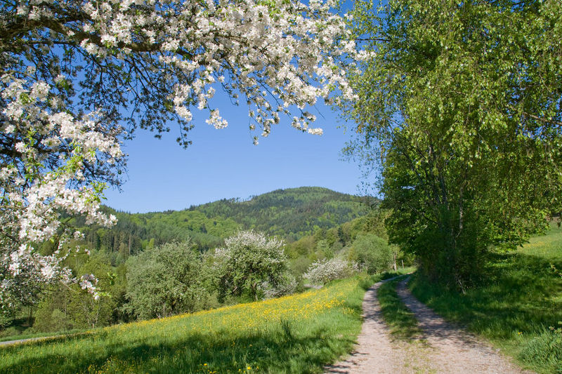 springinblackforesta207.jpg
