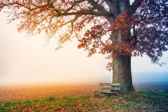 tree-6792528_960_720