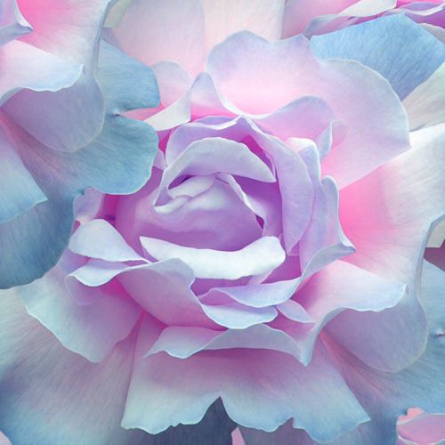 tumblr_n5cee7dBPP1t6lixeo1_500.jpg